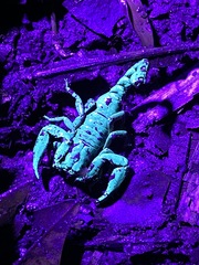 Chactas vanbenedenii