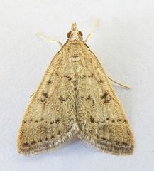 Blepharomastix potentalis