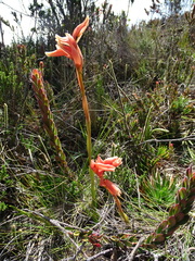 Stenorrhynchos vaginatum