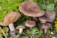 Lactarius nanus