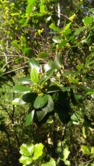 Rhamneae