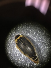 Coptotomus longulus