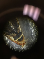 Coptotomus longulus