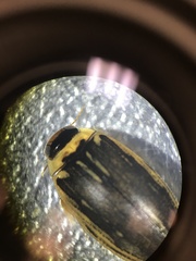 Coptotomus longulus