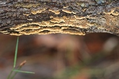 Oxychaete cervinogilva