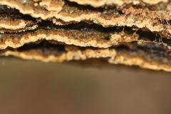 Oxychaete cervinogilva