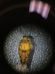 Coptotomus longulus