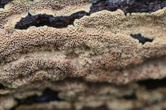 Oxychaete cervinogilva