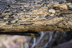 Oxychaete cervinogilva