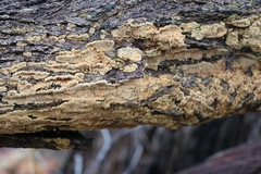 Oxychaete cervinogilva