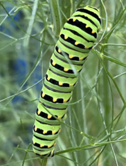 Papilio polyxenes americus
