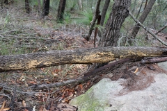 Oxychaete cervinogilva