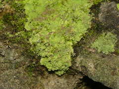 Botryolepraria lesdainii