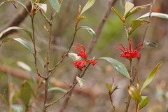 Grevillea dimorpha