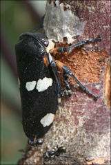 Eurymela fenestrata
