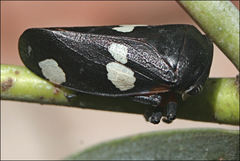 Eurymela fenestrata
