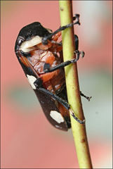 Eurymela fenestrata