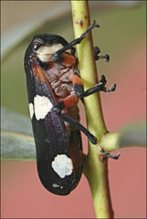 Eurymela fenestrata