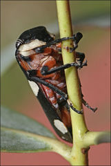 Eurymela fenestrata
