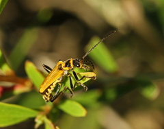 Chauliognathus flavipennis