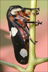 Eurymela fenestrata