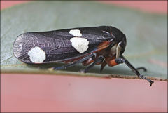 Eurymela fenestrata