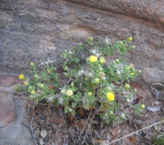 Perityle tenella