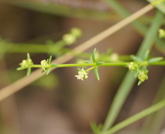 Galium gaudichaudii gaudichaudii