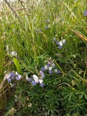 Lupinus variicolor