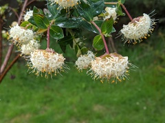 Pimelea ligustrina ligustrina