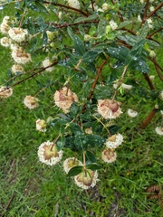 Pimelea ligustrina ligustrina