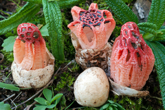 Colus hirudinosus