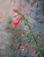 Epilobium canum garrettii
