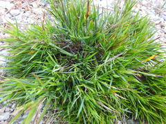 Dichanthelium aciculare