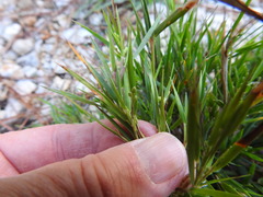 Dichanthelium aciculare