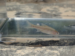 Notropis buchanani