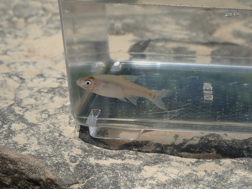 Ghost shiner (Notropis buchanani) — Cyprinidae — 4