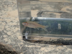 Notropis buchanani