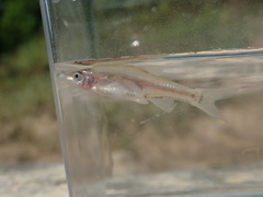 Notropis buchanani