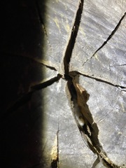 Christinus marmoratus