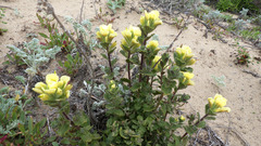 Castilleja latifolia