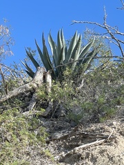 Agave aurea