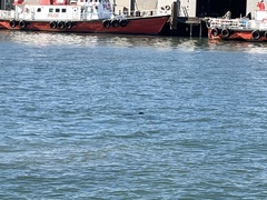 Phoca vitulina