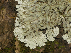 Physconia leucoleiptes