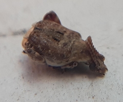 Penthobruchus germaini