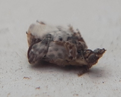 Penthobruchus germaini