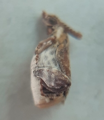 Penthobruchus germaini