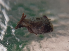 Penthobruchus germaini