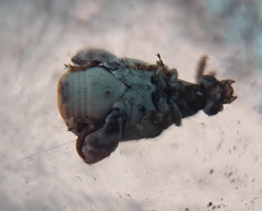 Penthobruchus germaini