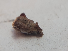 Penthobruchus germaini